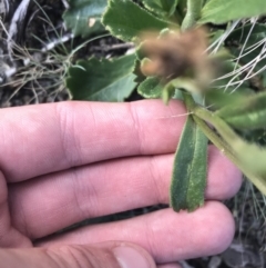 Brachyscome spathulata at Bimberi, NSW - 6 Mar 2021 04:41 PM