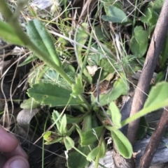 Brachyscome spathulata at Bimberi, NSW - 6 Mar 2021 04:42 PM