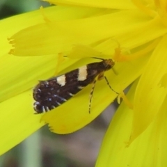 Glyphipterix chrysoplanetis (A Sedge Moth) at Flynn, ACT - 10 Mar 2021 by Christine