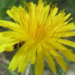 Glyphipterix chrysoplanetis at Flynn, ACT - 10 Mar 2021