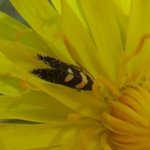 Glyphipterix chrysoplanetis at Flynn, ACT - 10 Mar 2021