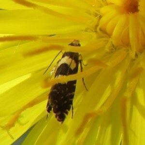 Glyphipterix chrysoplanetis at Flynn, ACT - 10 Mar 2021