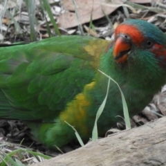 Glossopsitta concinna (Musk Lorikeet) at Flynn, ACT - 11 Mar 2021 by Christine