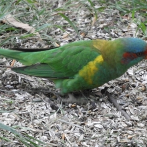 Glossopsitta concinna at Flynn, ACT - 11 Mar 2021 09:17 AM