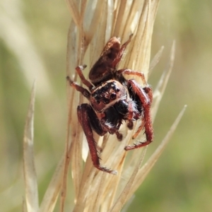 Opisthoncus grassator at Cook, ACT - 4 Mar 2021