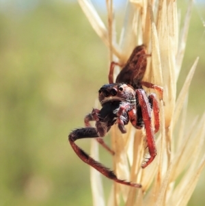 Opisthoncus grassator at Cook, ACT - 4 Mar 2021 11:33 AM