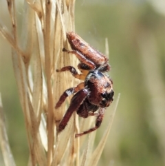 Opisthoncus grassator at Cook, ACT - 4 Mar 2021 11:33 AM