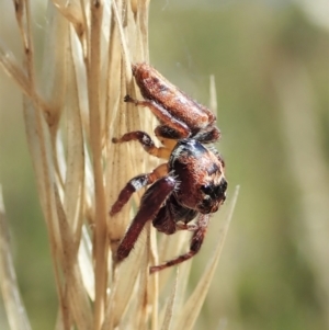 Opisthoncus grassator at Cook, ACT - 4 Mar 2021