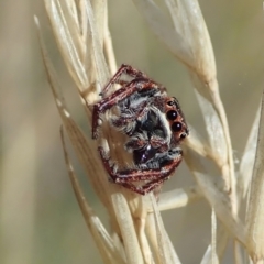 Opisthoncus grassator at Cook, ACT - 4 Mar 2021 11:33 AM