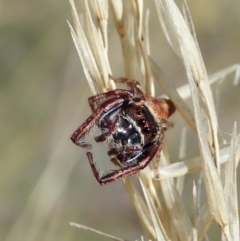 Opisthoncus grassator at Cook, ACT - 4 Mar 2021 11:33 AM