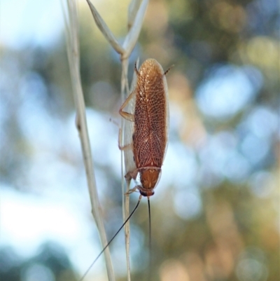 Balta spuria (A Balta Cockroach) at Mount Painter - 8 Mar 2021 by CathB