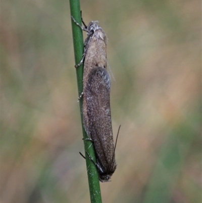 Oenochroa and Artiastis (genera) at Mount Painter - 9 Mar 2021 by CathB