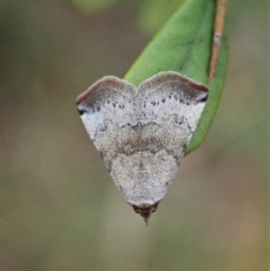 Mataeomera mesotaenia at Cook, ACT - 10 Mar 2021