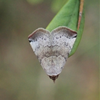 Mataeomera mesotaenia (Large Scale Moth) at Cook, ACT - 10 Mar 2021 by CathB