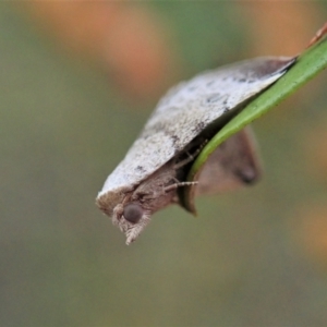 Mataeomera mesotaenia at Cook, ACT - 10 Mar 2021