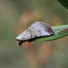 Mataeomera mesotaenia at Cook, ACT - 10 Mar 2021