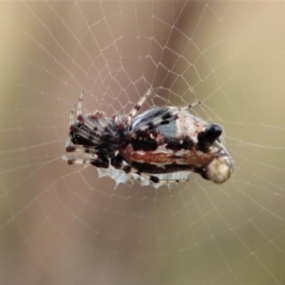 Cyclosa trilobata (Three-lobed spider) at Cook, ACT - 10 Mar 2021 by CathB