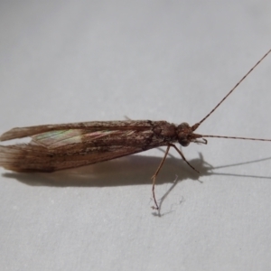 Leptoceridae sp. (family) at Cook, ACT - suppressed