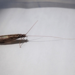 Leptoceridae sp. (family) at Cook, ACT - suppressed