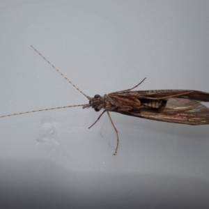 Leptoceridae sp. (family) at Cook, ACT - suppressed