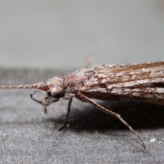 Leptoceridae sp. (family) at Cook, ACT - suppressed