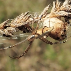 Argiope protensa (Long-tailed Argiope) at Holt, ACT - 5 Mar 2021 by CathB