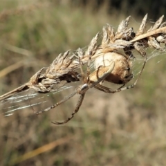 Argiope protensa at Holt, ACT - 5 Mar 2021 05:25 PM