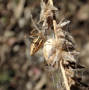 Argiope protensa at Holt, ACT - 5 Mar 2021 05:25 PM