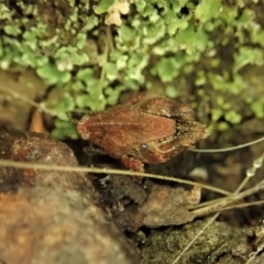 Tetrigidae (family) (Pygmy grasshopper) at Cook, ACT - 8 Mar 2021 by CathB