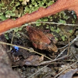 Tetrigidae (family) at Cook, ACT - 9 Mar 2021