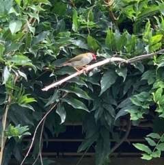 Neochmia temporalis (Red-browed Finch) at Murrumbateman, NSW - 11 Mar 2021 by SimoneC