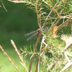 Austroaeschna unicornis at Molonglo Valley, ACT - 10 Mar 2021