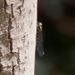 Cordulephya pygmaea (Common Shutwing) at Molonglo Valley, ACT - 10 Mar 2021 by RodDeb