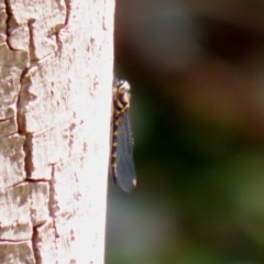 Cordulephya pygmaea at Molonglo Valley, ACT - 10 Mar 2021