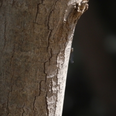 Cordulephya pygmaea at Molonglo Valley, ACT - 10 Mar 2021