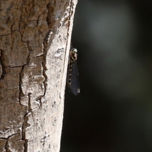 Cordulephya pygmaea at Molonglo Valley, ACT - 10 Mar 2021