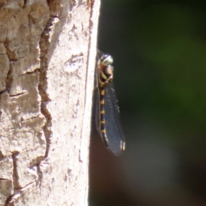 Cordulephya pygmaea at Molonglo Valley, ACT - 10 Mar 2021