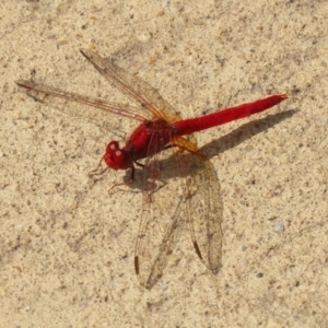 Diplacodes haematodes at Molonglo Valley, ACT - 10 Mar 2021 11:45 AM