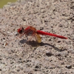 Diplacodes haematodes at Molonglo Valley, ACT - 10 Mar 2021