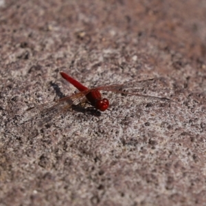 Diplacodes haematodes at Molonglo Valley, ACT - 10 Mar 2021 11:45 AM