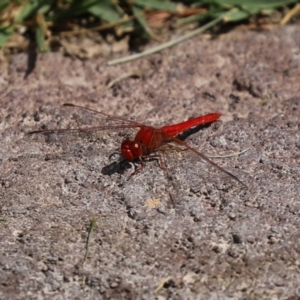 Diplacodes haematodes at Molonglo Valley, ACT - 10 Mar 2021 11:45 AM