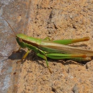 Bermius brachycerus at Molonglo Valley, ACT - 10 Mar 2021