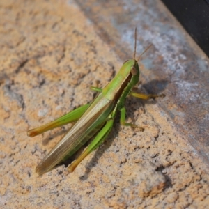 Bermius brachycerus at Molonglo Valley, ACT - 10 Mar 2021