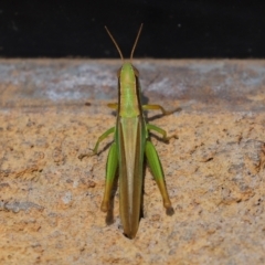 Bermius brachycerus at Molonglo Valley, ACT - 10 Mar 2021