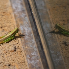 Bermius brachycerus at Molonglo Valley, ACT - 10 Mar 2021