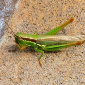 Bermius brachycerus at Molonglo Valley, ACT - 10 Mar 2021