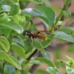 Vespula germanica (European wasp) at Molonglo Valley, ACT - 10 Mar 2021 by RodDeb