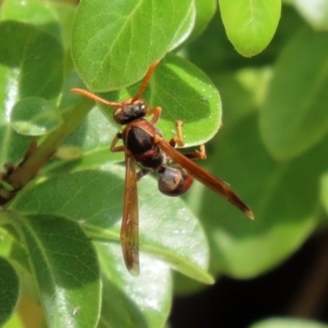 Polistes (Polistella) humilis at Molonglo Valley, ACT - 10 Mar 2021