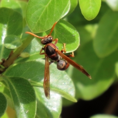 Polistes (Polistella) humilis (Common Paper Wasp) at Molonglo Valley, ACT - 10 Mar 2021 by RodDeb