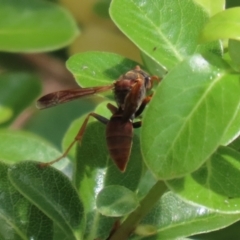 Polistes (Polistella) humilis at Molonglo Valley, ACT - 10 Mar 2021